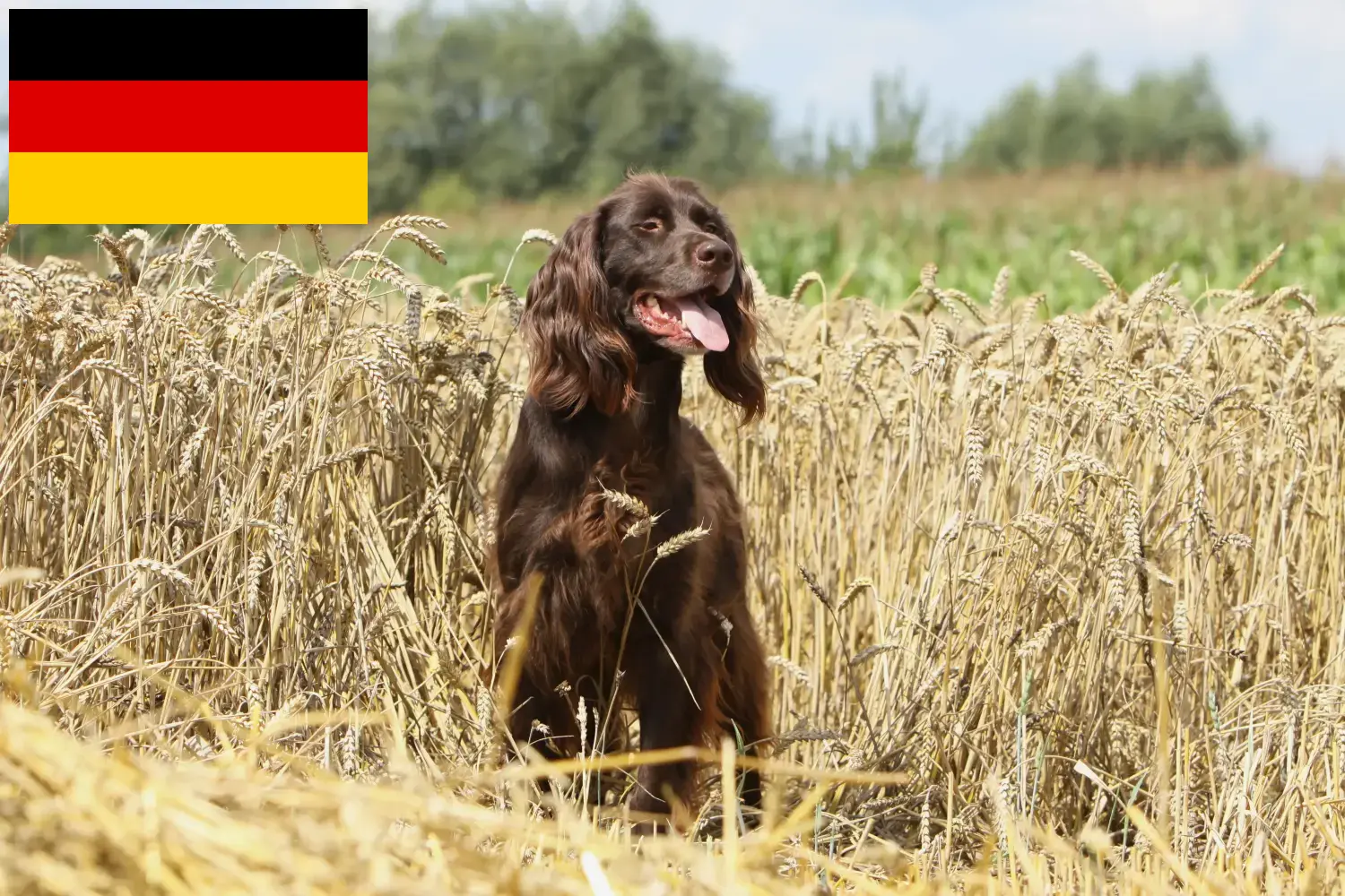 Read more about the article German Longhair breeders and puppies in Germany