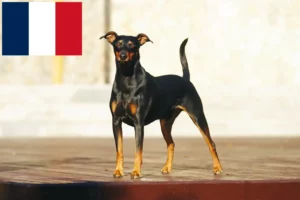 Read more about the article German Pinscher breeders and puppies in France