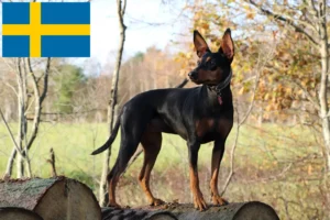 Read more about the article German Pinscher breeder and puppies in Sweden