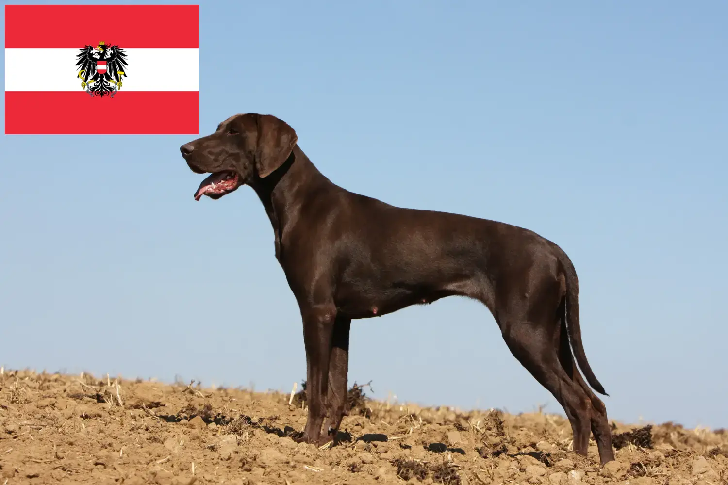 Read more about the article German Shorthair breeders and puppies in Austria