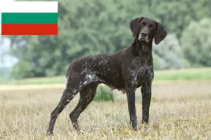 Read more about the article German Shorthair breeders and puppies in Bulgaria