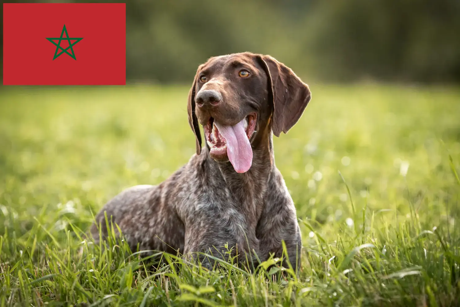 Read more about the article German Shorthair breeders and puppies in Morocco