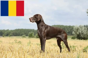 Read more about the article German Shorthair breeders and puppies in Romania