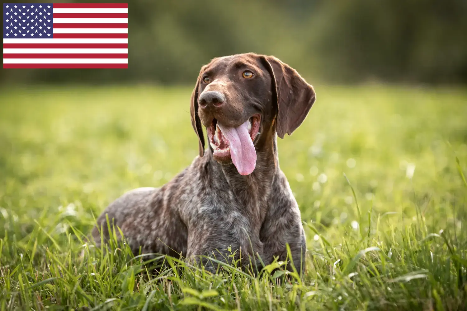 Read more about the article German Shorthair breeders and puppies in the USA