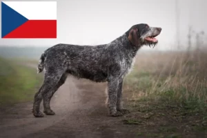 Read more about the article German Wirehair breeders and puppies in the Czech Republic