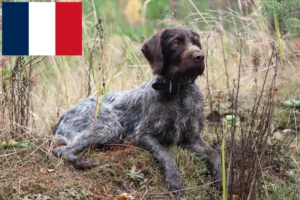 Read more about the article German Wirehair breeders and puppies in France