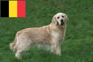 Read more about the article Golden Retriever breeders and puppies in Belgium