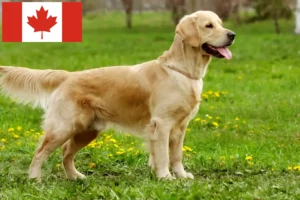Read more about the article Golden Retriever breeders and puppies in Canada