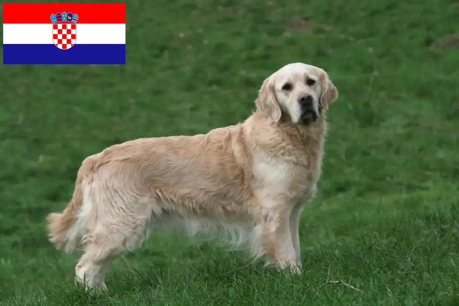 Read more about the article Golden Retriever breeders and puppies in Croatia