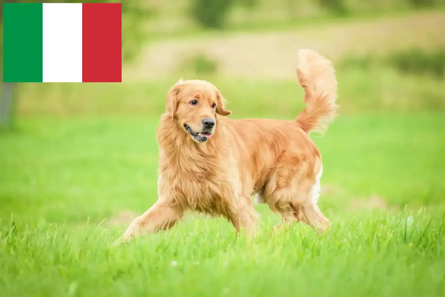Read more about the article Golden Retriever breeders and puppies in Italy
