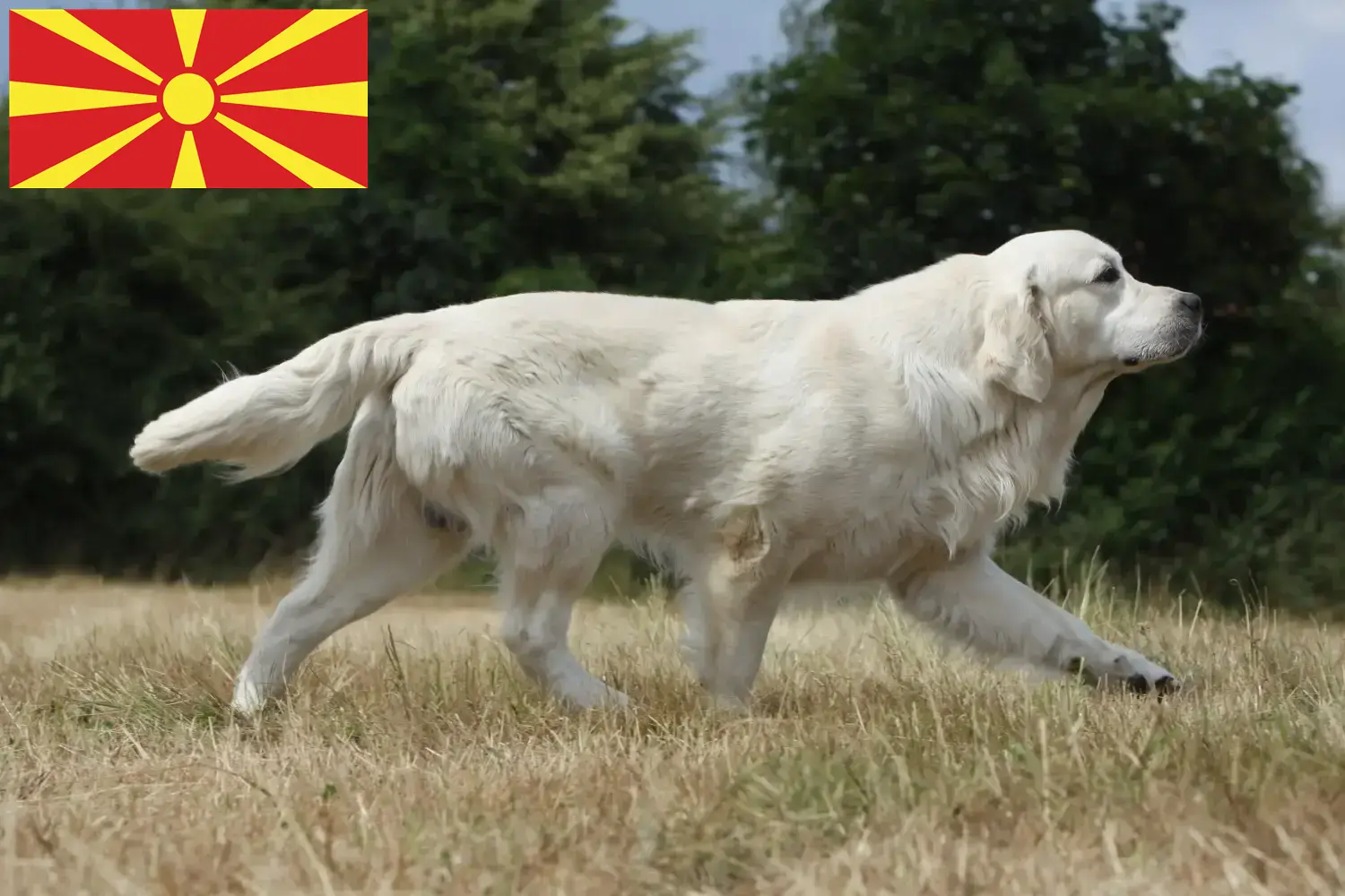 Read more about the article Golden Retriever breeders and puppies in North Macedonia