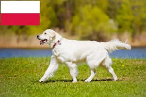 Read more about the article Golden Retriever breeders and puppies in Poland