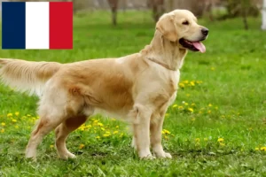 Read more about the article Golden Retriever breeders and puppies in Réunion