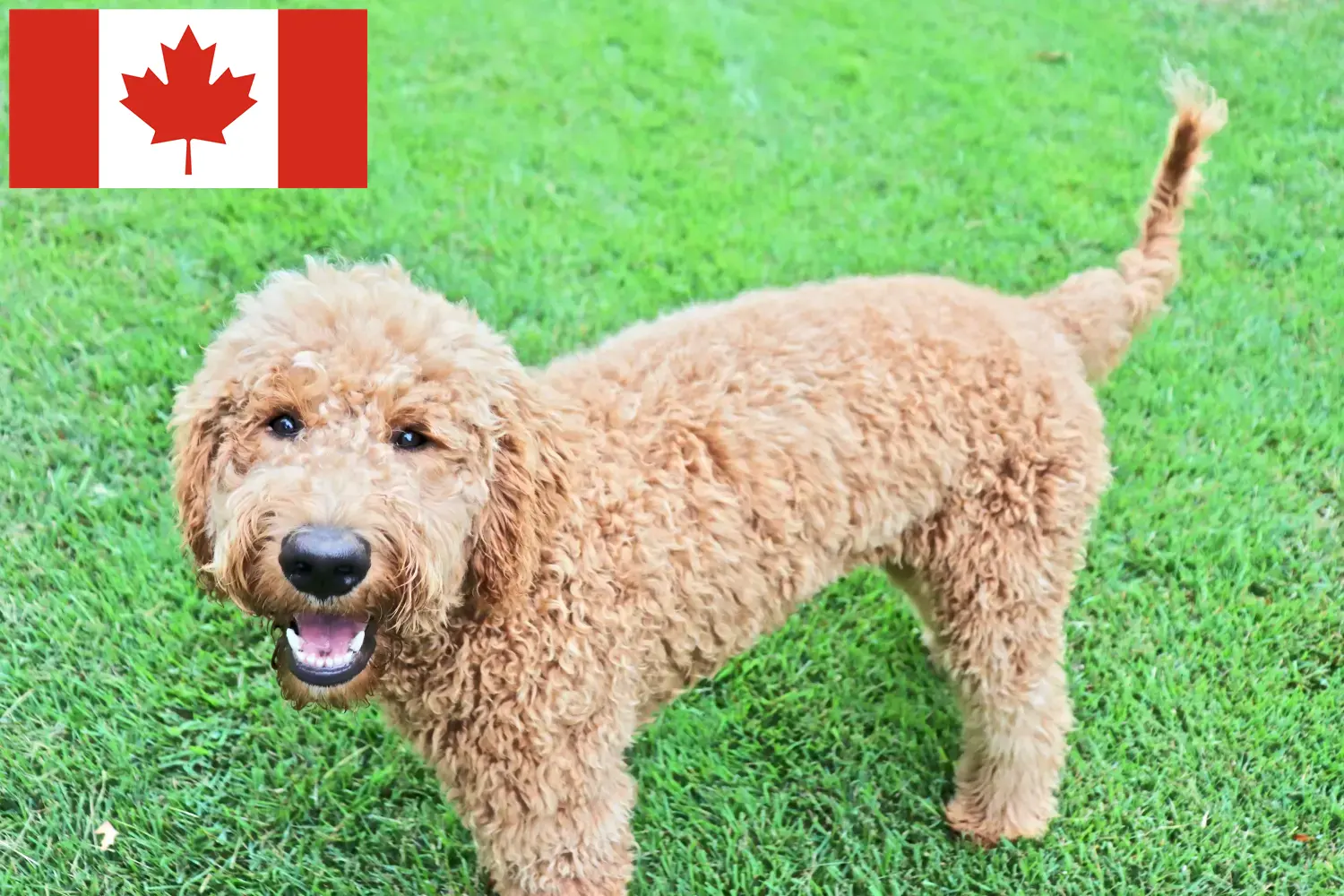 Read more about the article Goldendoodle breeders and puppies in Canada