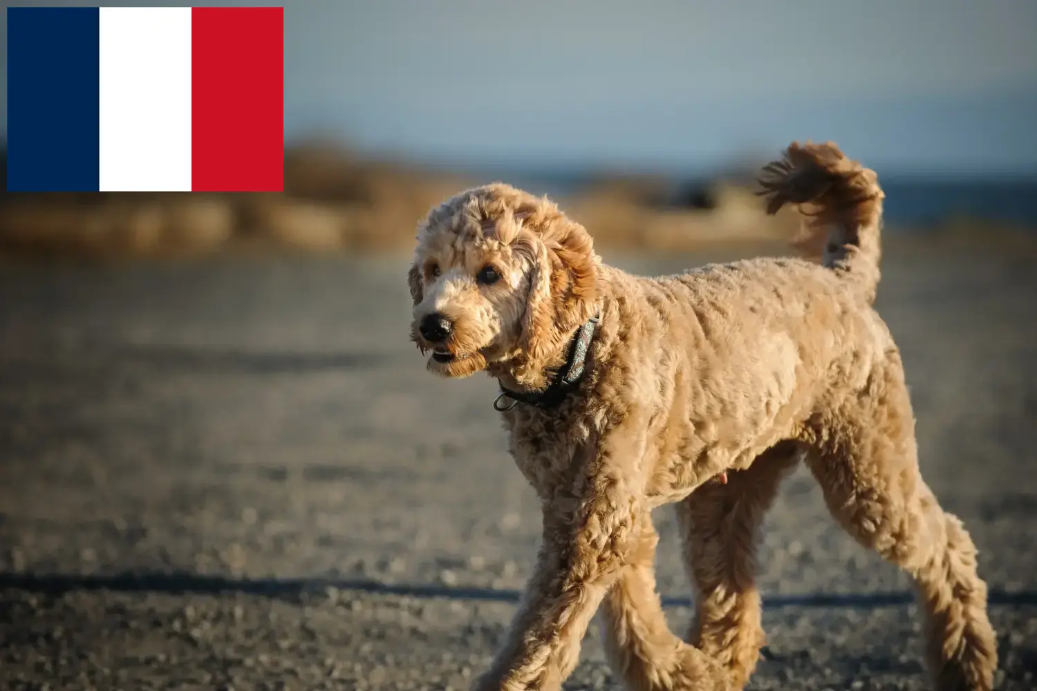 Read more about the article Goldendoodle breeders and puppies in France