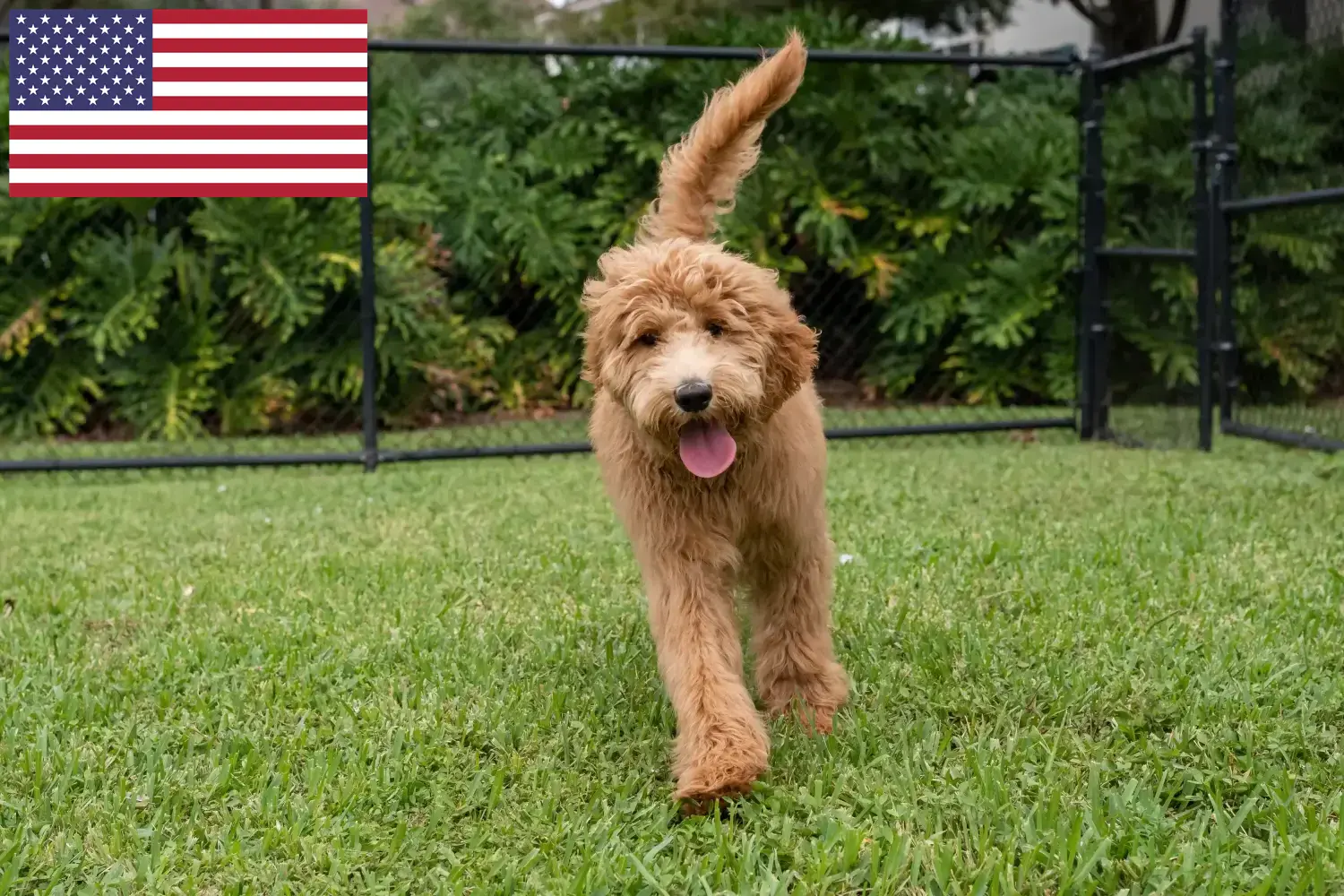 Read more about the article Goldendoodle breeders and puppies in the USA