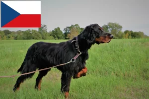 Read more about the article Gordon Setter breeders and puppies in the Czech Republic