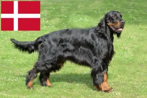 Read more about the article Gordon Setter breeders and puppies in Denmark