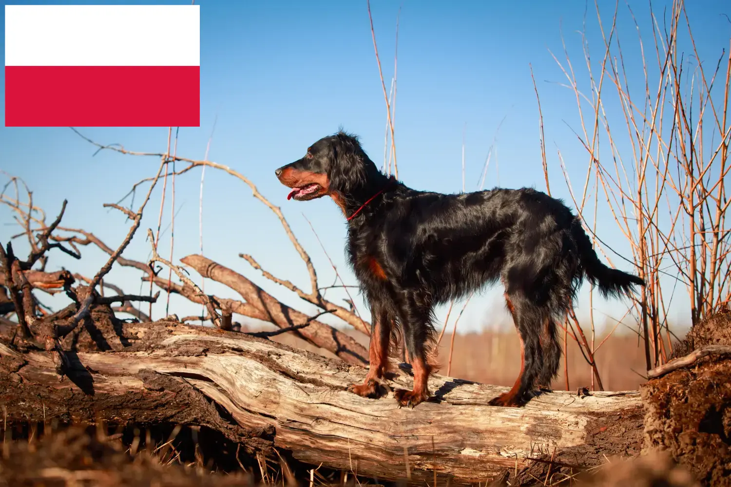 Read more about the article Gordon Setter breeders and puppies in Poland