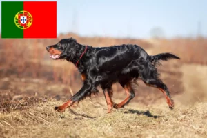 Read more about the article Gordon Setter breeders and puppies in Portugal