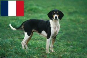 Read more about the article Grand Anglo-Français breeders and puppies in France