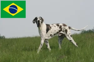 Read more about the article Great Dane breeders and puppies in Brazil