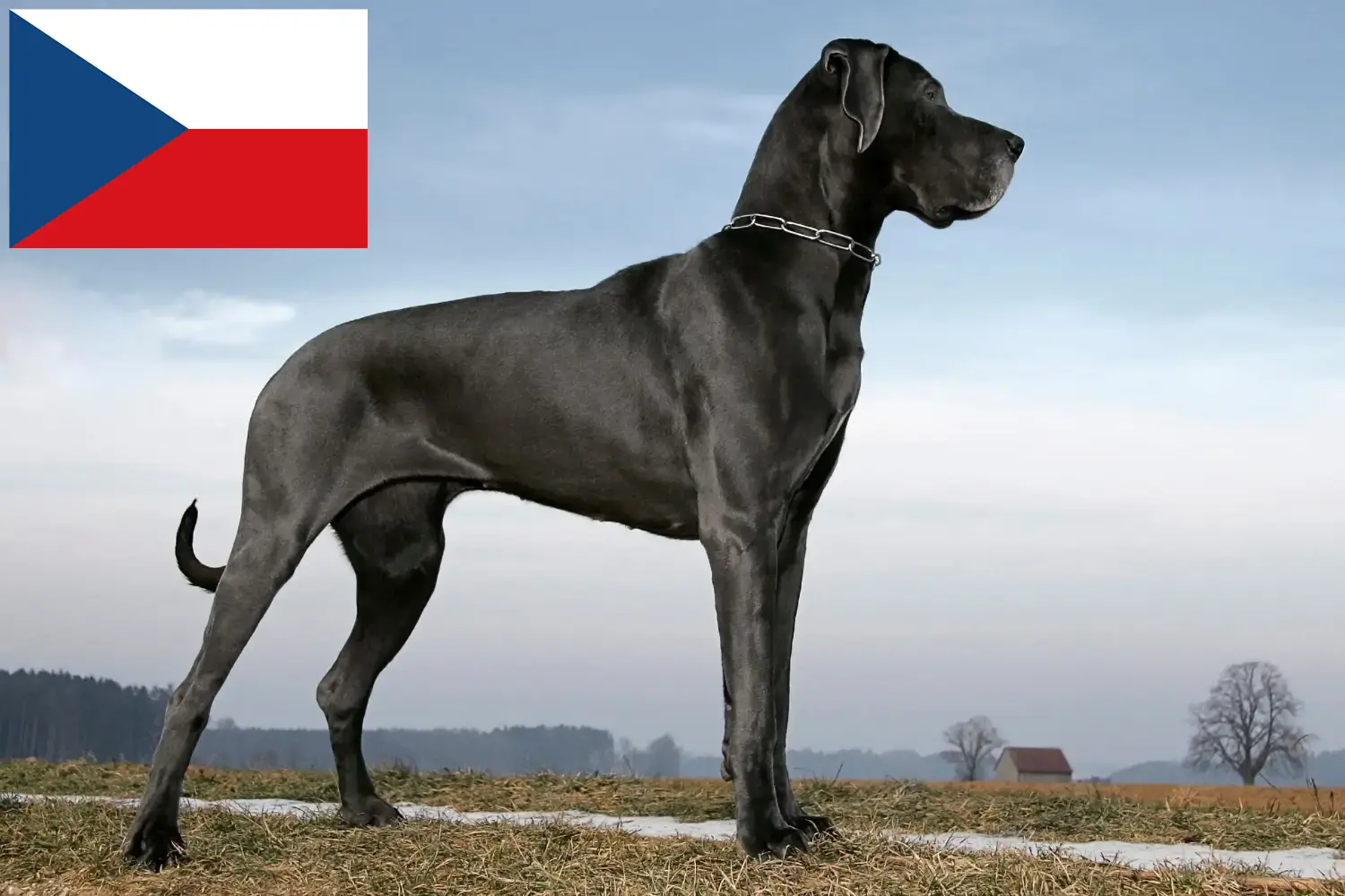 Read more about the article Great Dane breeders and puppies in the Czech Republic