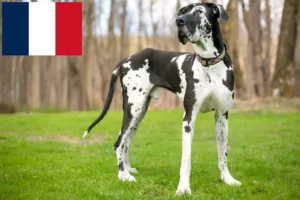 Read more about the article Great Dane breeders and puppies in France