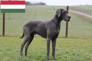 Read more about the article Great Dane breeders and puppies in Hungary