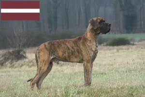 Read more about the article Great Dane breeders and puppies in Latvia