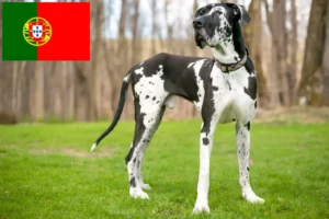 Read more about the article Great Dane breeders and puppies in Portugal