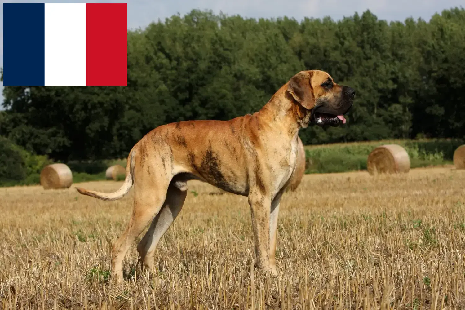 Read more about the article Great Dane breeders and puppies in Réunion