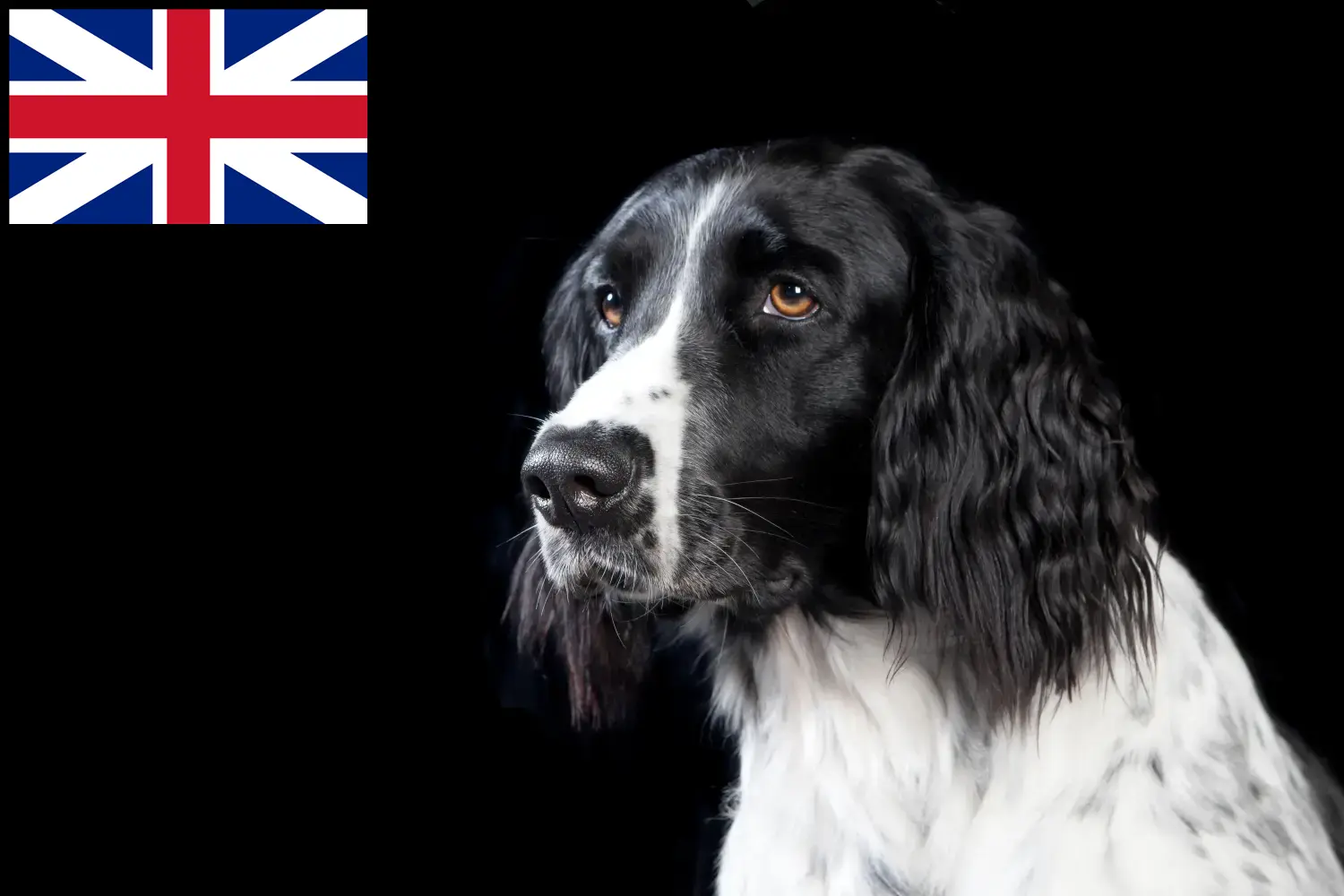Read more about the article Large Münsterländer breeder and puppies in Great Britain