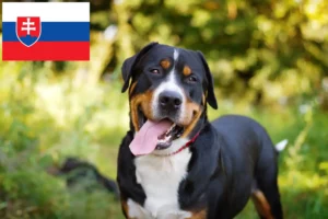 Read more about the article Great Swiss Mountain Dog breeder and puppies in Slovakia