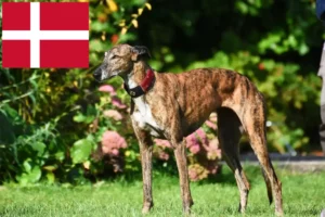 Read more about the article Greyhound breeders and puppies in Denmark