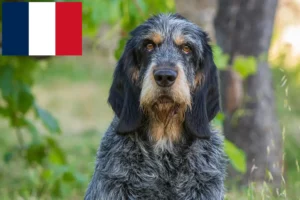 Read more about the article Griffon Bleu de Gascogne breeders and puppies in France