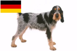 Read more about the article Griffon Bleu de Gascogne breeders and puppies in Germany