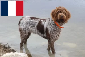 Read more about the article Griffon d’arrêt à poil dur Breeders and puppies in France