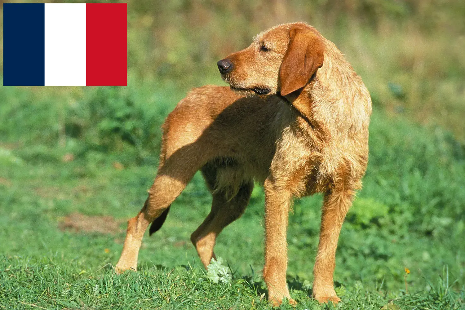 Read more about the article Griffon Fauve de Bretagne breeders and puppies in France