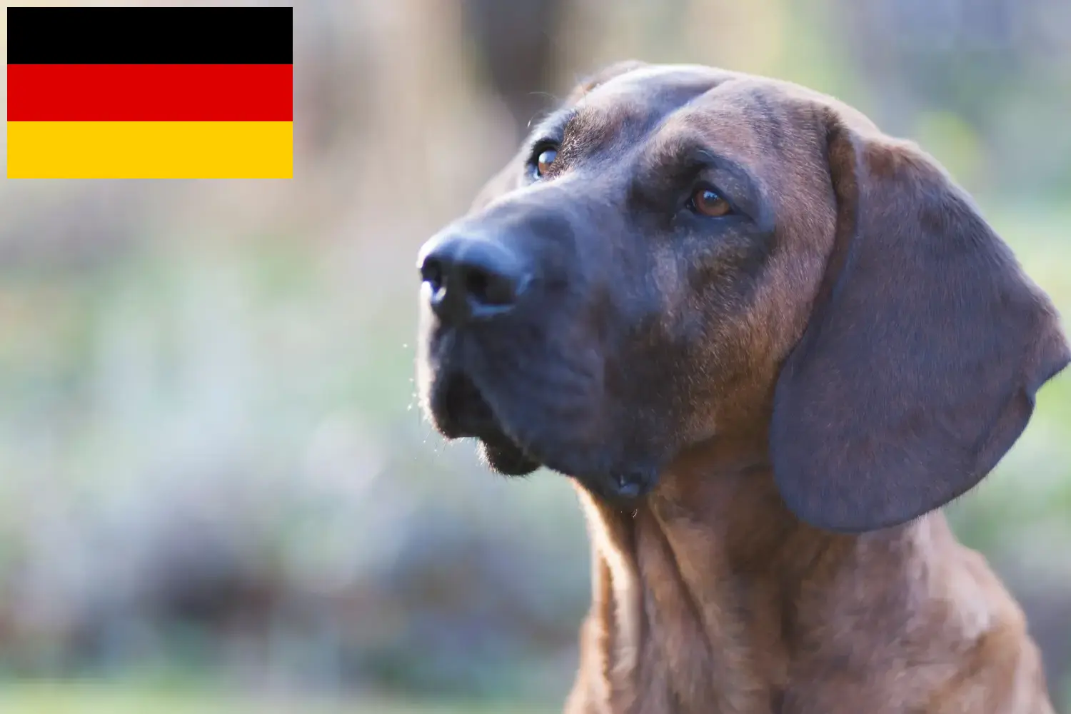 Read more about the article Hannoverscher Schweißhund breeders and puppies in Germany