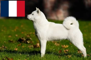 Read more about the article Hokkaido breeders and puppies in France