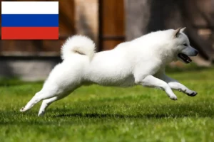Read more about the article Hokkaido breeders and puppies in Russia