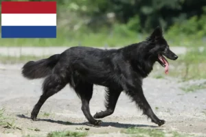 Read more about the article Hollandse Herdershond breeders and puppies in the Netherlands