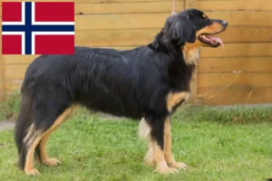 Read more about the article Hovawart breeders and puppies in Norway