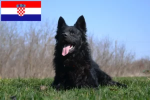 Read more about the article Hrvatski ovčar breeders and puppies in Croatia