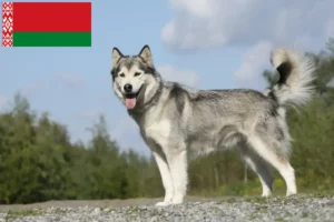 Read more about the article Husky breeders and puppies in Belarus