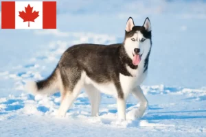 Read more about the article Husky breeders and puppies in Canada
