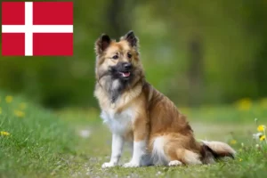 Read more about the article Icelandic dog breeders and puppies in Denmark