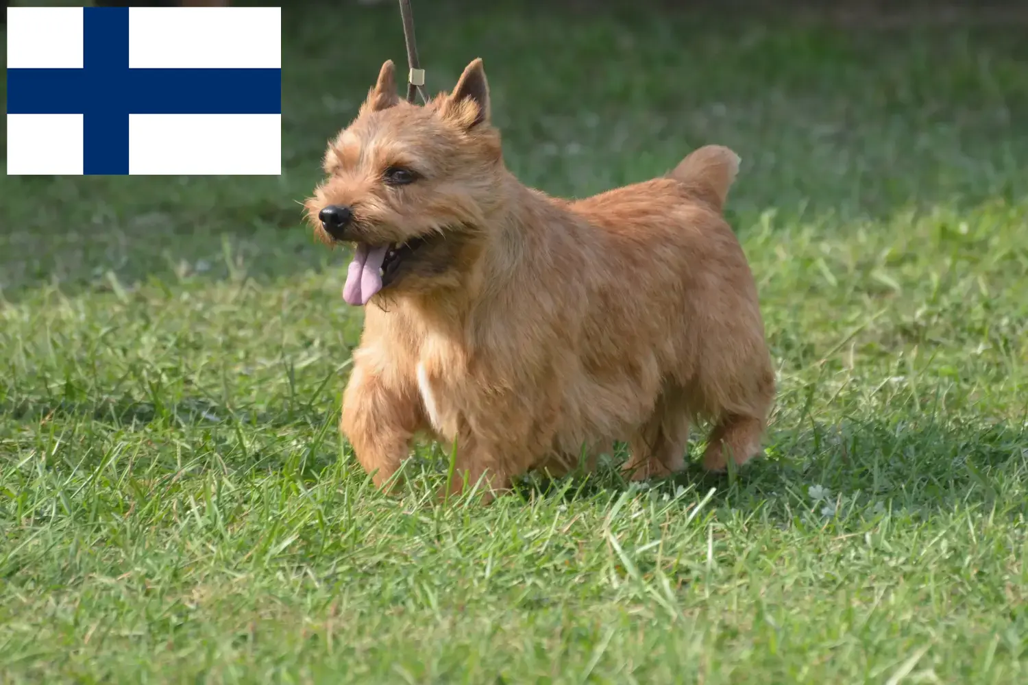 Read more about the article Irish Glen of Imaal Terrier breeders and puppies in Finland