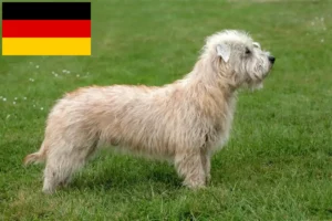 Read more about the article Irish Glen of Imaal Terrier breeders and puppies in Germany